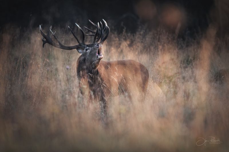олень, беларусь, гон, deer, rut, осенний гон, красный бор, олени, осень, рассвет, red deer, туман, беларусь, красный бор Основной инстинкт фото превью