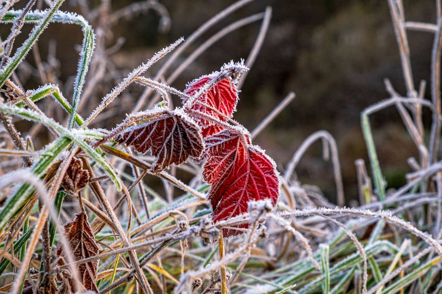 осень растения иней природа, Александр Строков