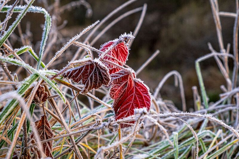 осень растения иней природа Осенние цвета. фото превью