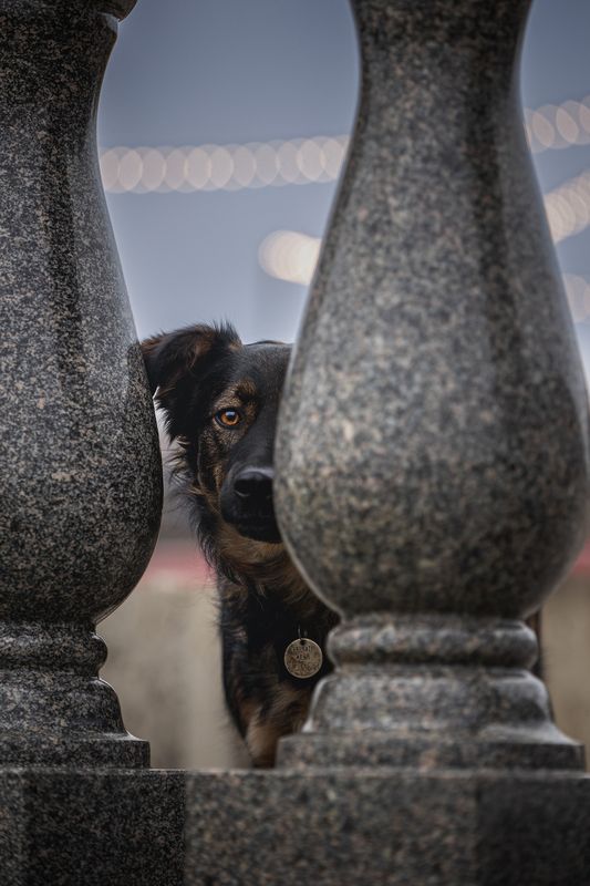 Кузя в поиске дома фото превью