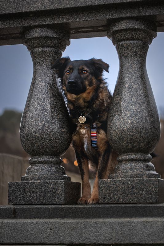 Кузя в поиске дома фото превью