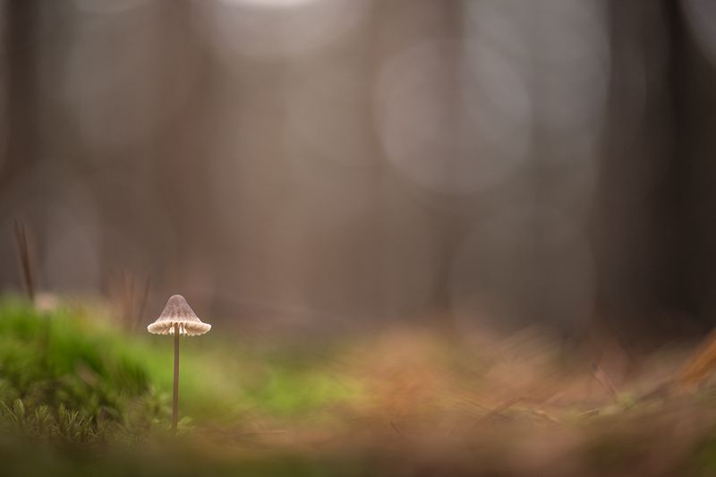 грибы, свет, утро, осень, поганочка, красота, живое, цвет, россия, воронеж,  осень, nikon d850, carl zeiss makro-planar t* 100mm f/2 zf.2 Утро поздней осени... фото превью