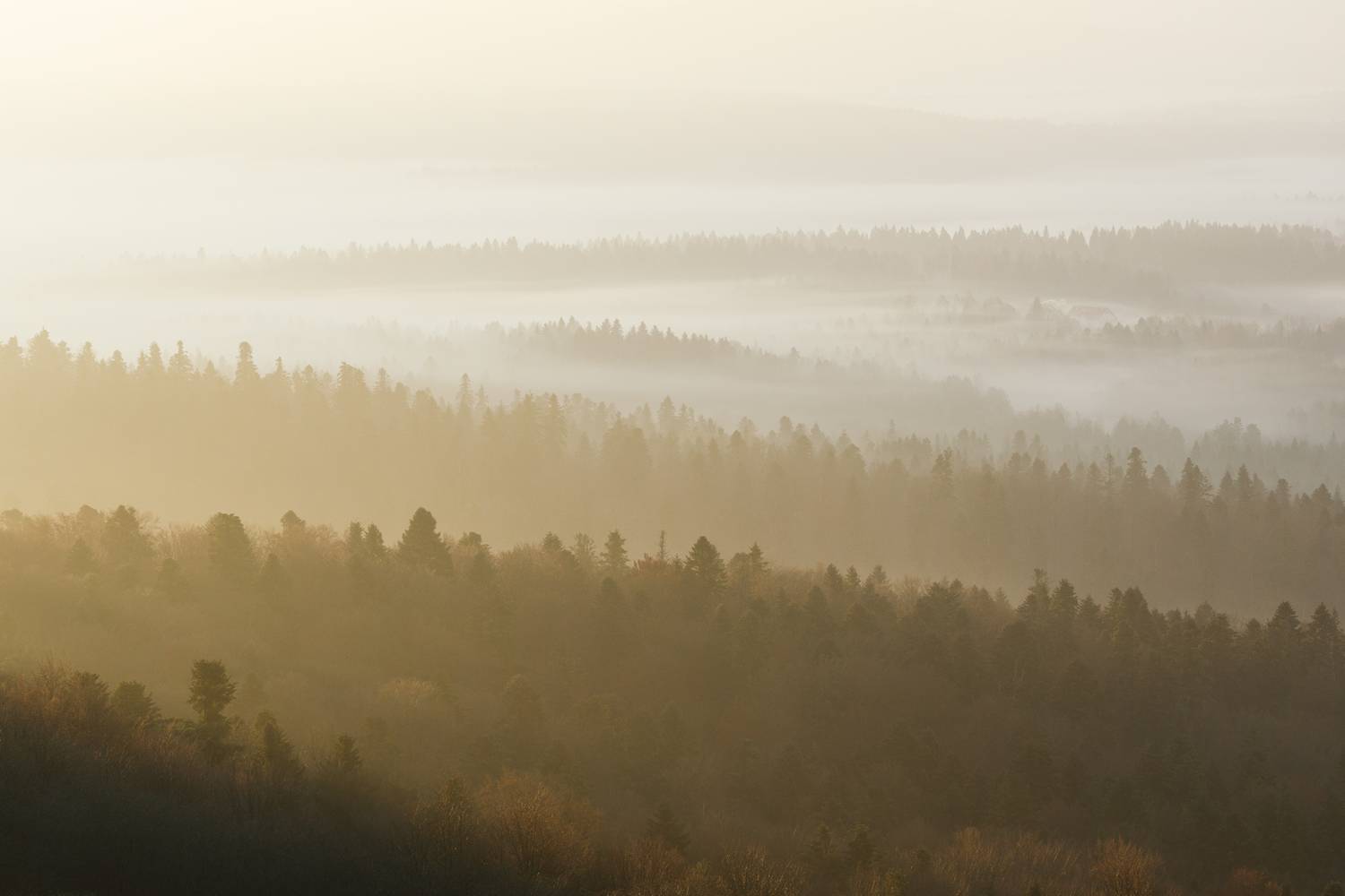 ,  Mirosław Pruchnicki