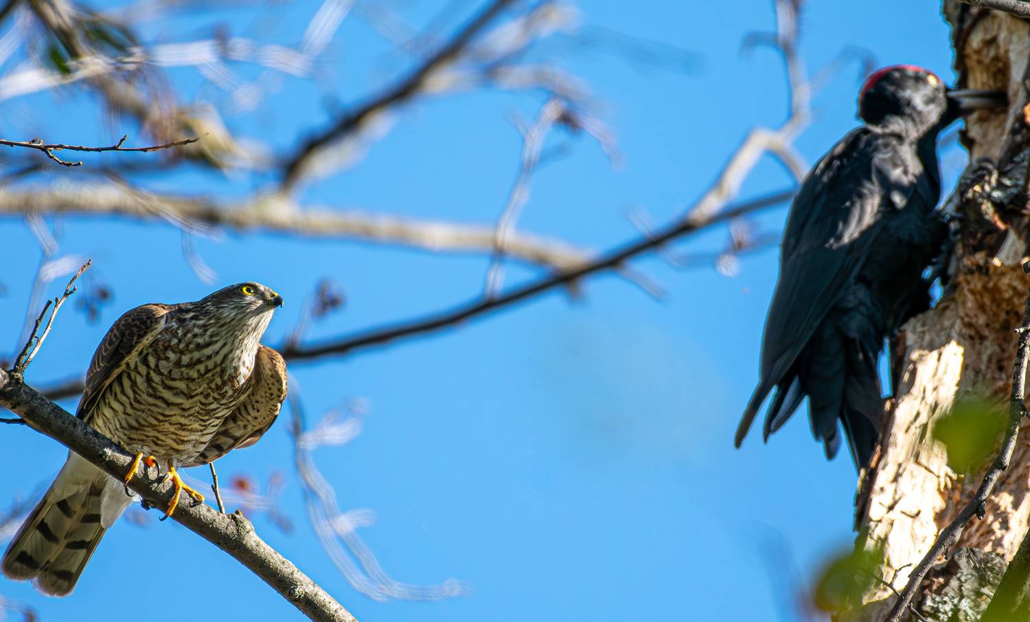 , Савельев Алексей