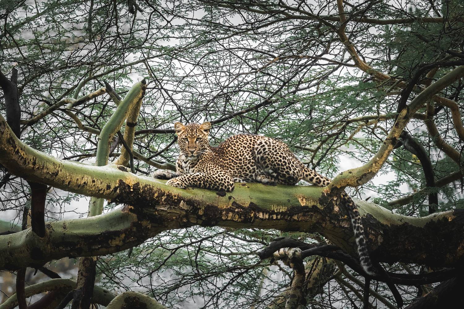 африка, накуру, кения, леопард, africa, nakuru, leopard, wildlife, nikon, Николаев Дмитрий