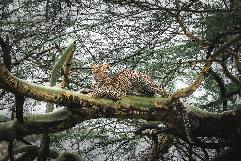 африка, накуру, кения, леопард, africa, nakuru, leopard, wildlife, nikon Леопард из Накуру. фото превью