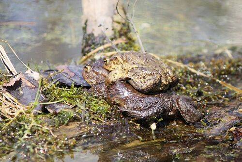 Обыкновенная жаба (Bufo bufo)