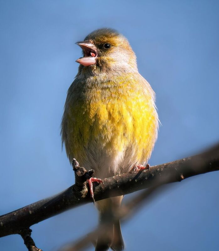 Птицы зеленушка бёрдвотчинг  А не спеть ли нам песню... фото превью