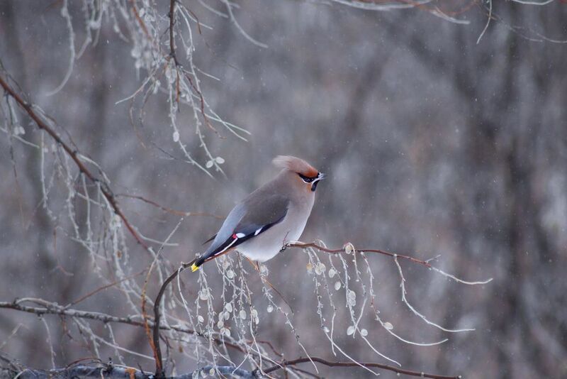 А снег идет. фото превью
