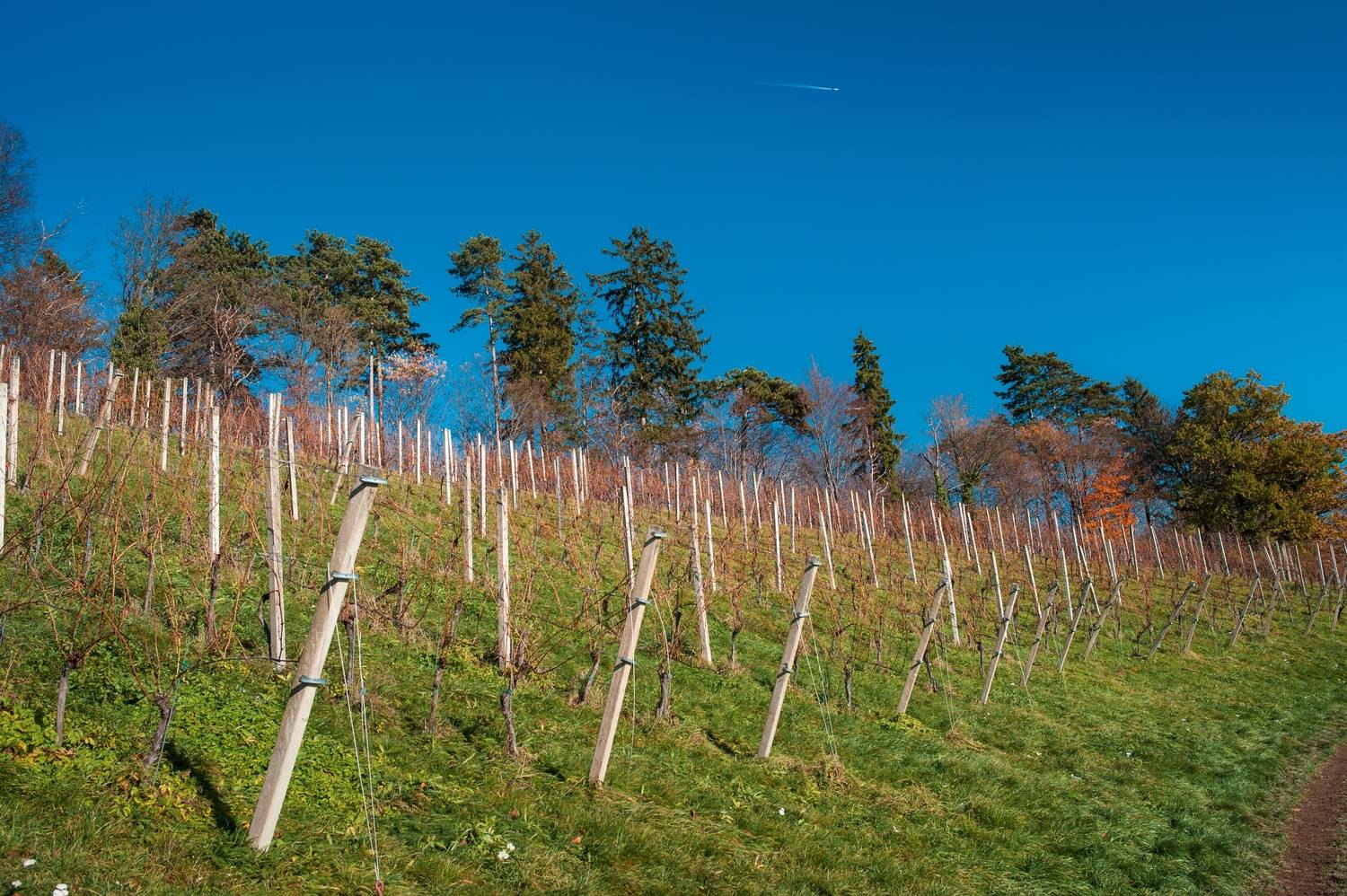 трава виноградник небо солнце самолет южный склон, Andrei