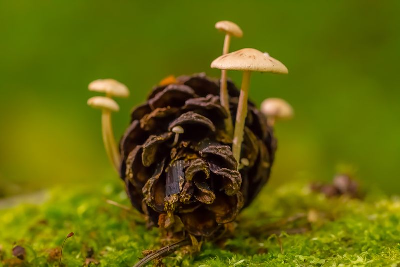 .... фото превью