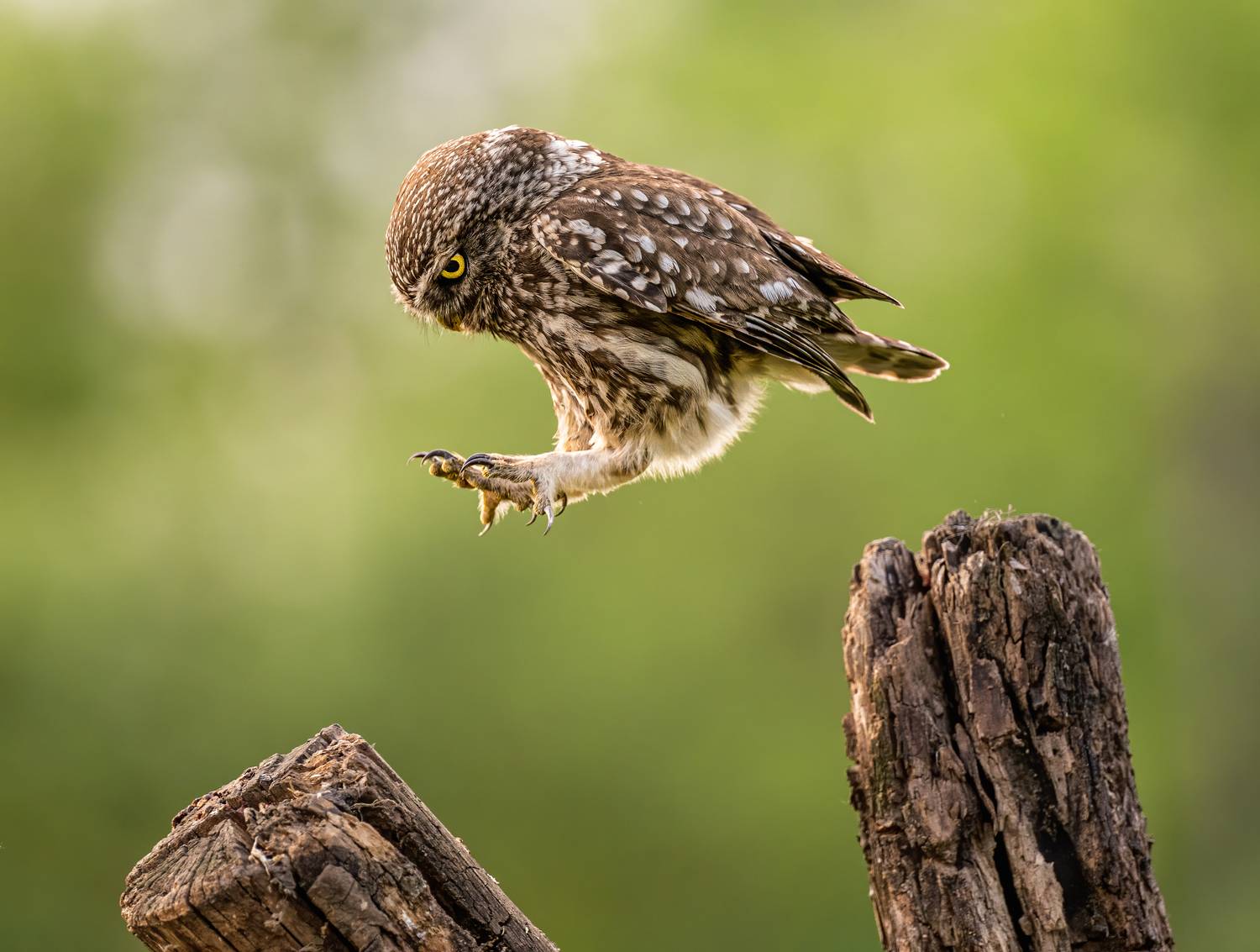 bird, littleowl, nature, funny,cute,wildlife, T&iacute;mea Ambrus