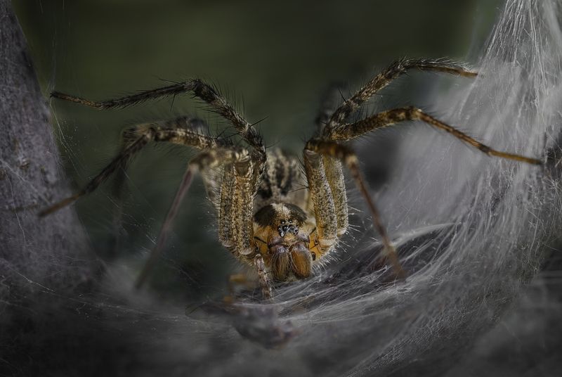spider, animal, wild, insect, arachnid, leaf, macro, The guardian фото превью
