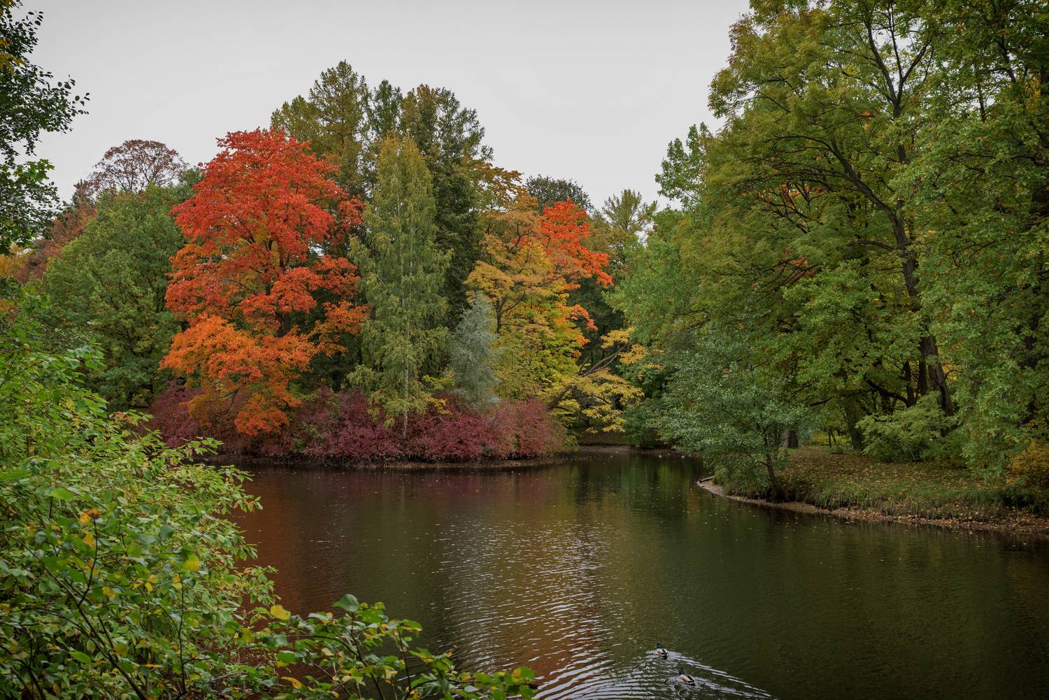 спб., елагин, остров., осень., Тихонов Дмитрий