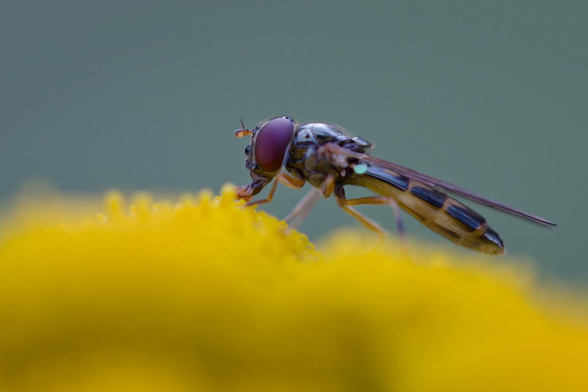 макро, муха, журчалка, макрофотография, macro, fly, Хилько Марина