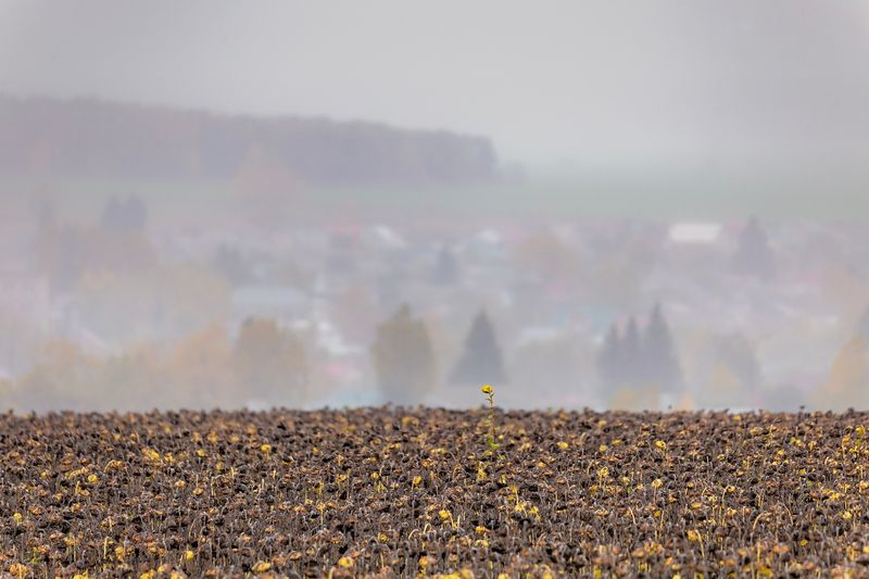 Один в поле.. фото превью