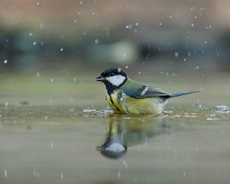 Большая синица - Lens and Feathers фото превью