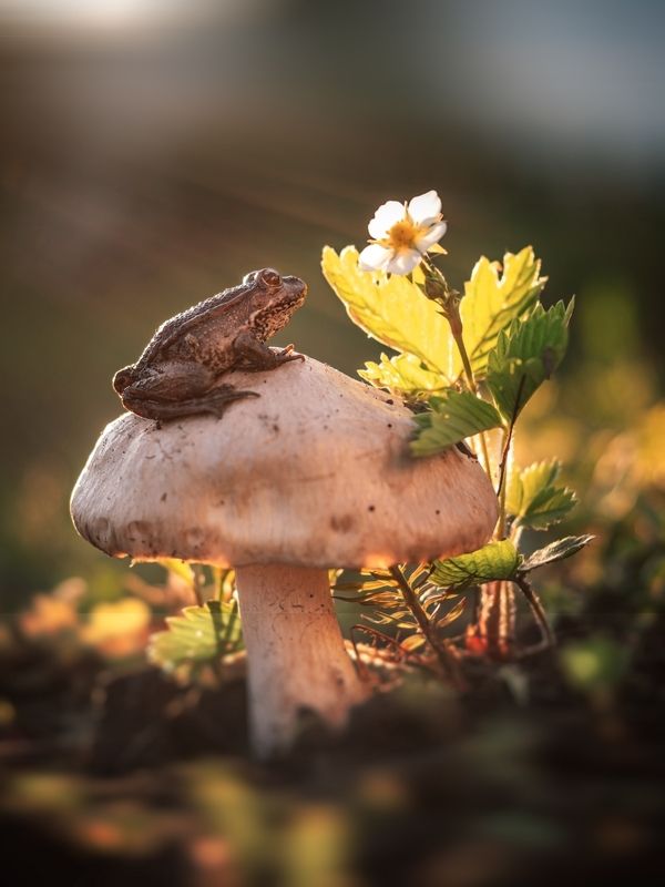 Любуясь этим миром фото превью