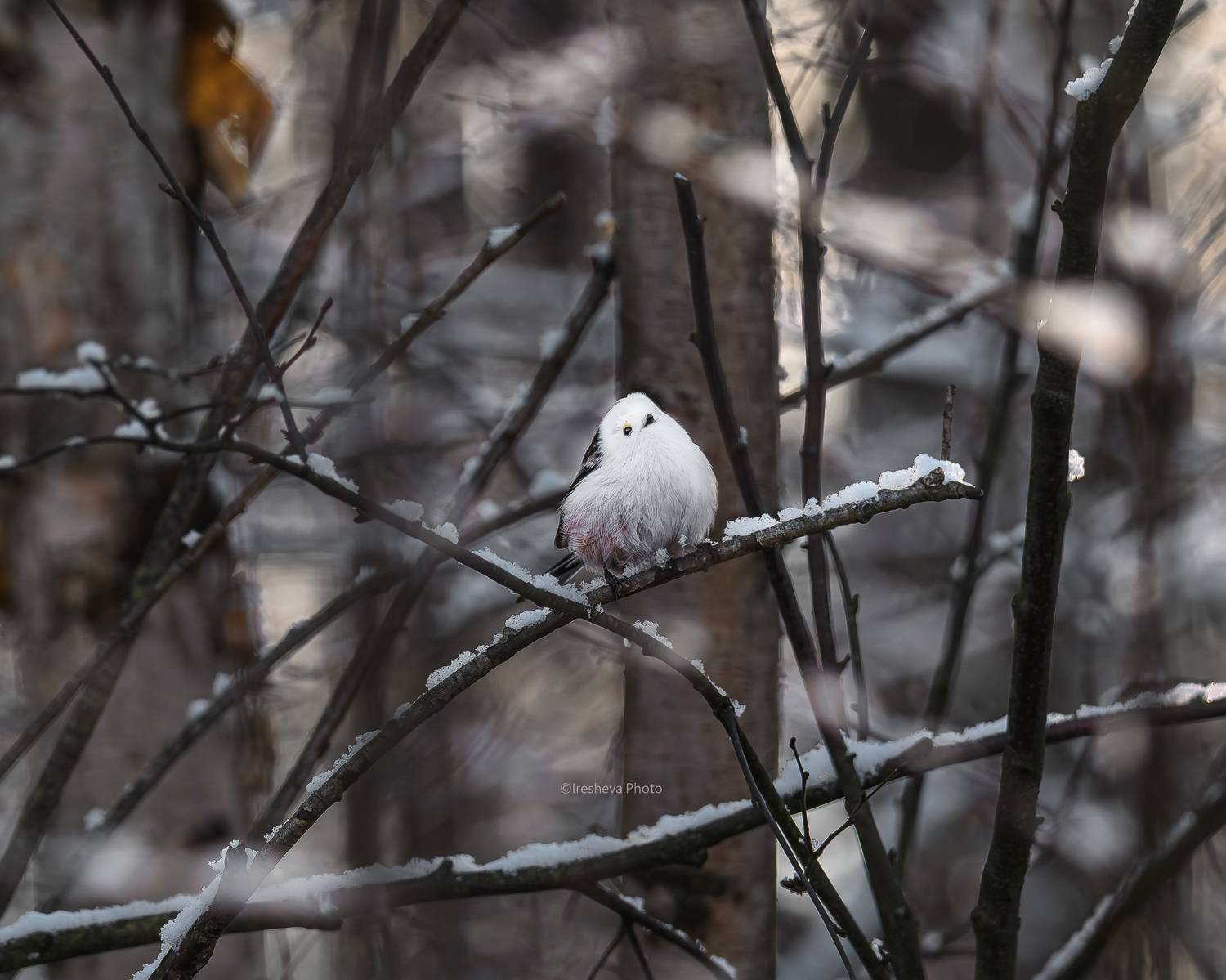 Ополовник Синица, Ирешева Мария