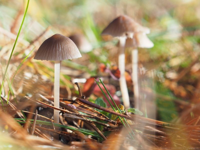 Грибная тема (Мицена) фото превью