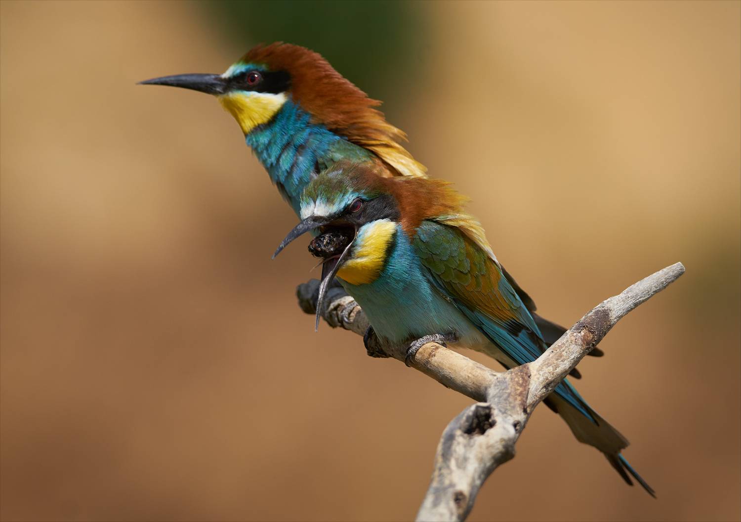 , Богорянов Алексей