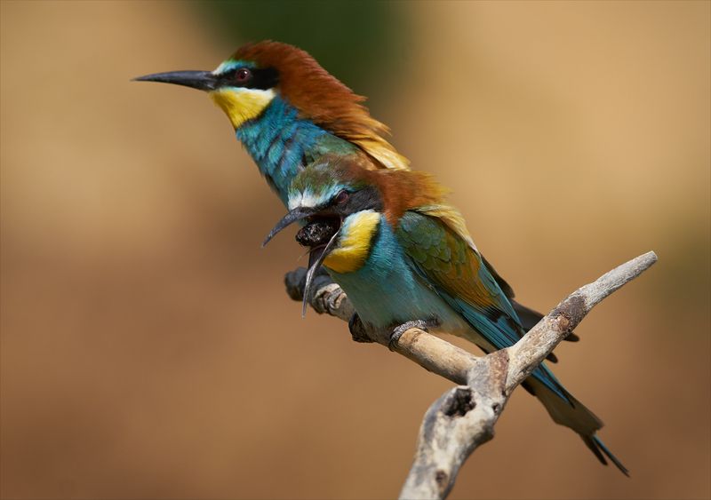 Что ж мы вчера ели?! фото превью