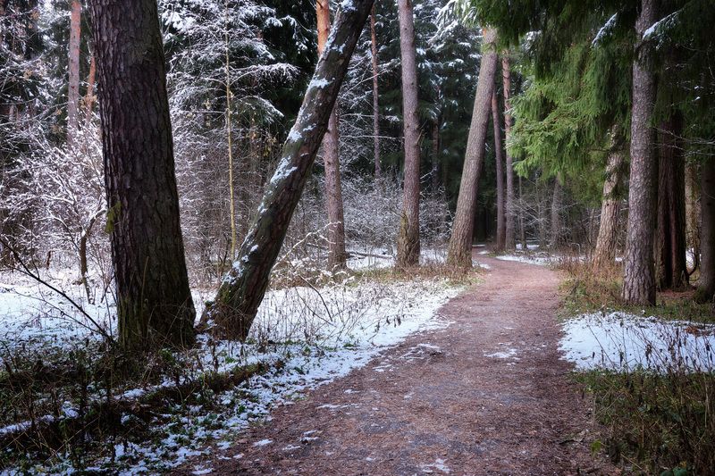 Первый снег в лесу фото превью