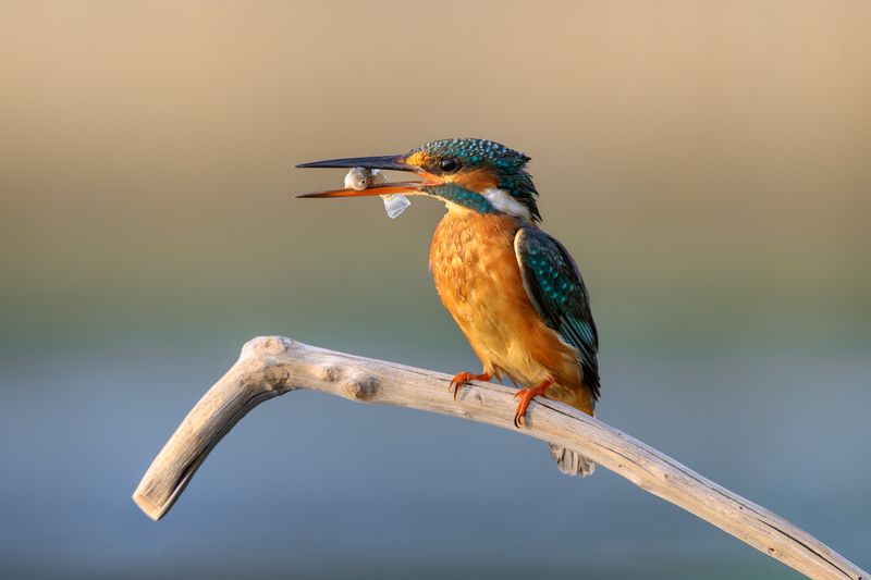 птица, фотоохота, зимородок, природа, фауна Зимородок фото превью