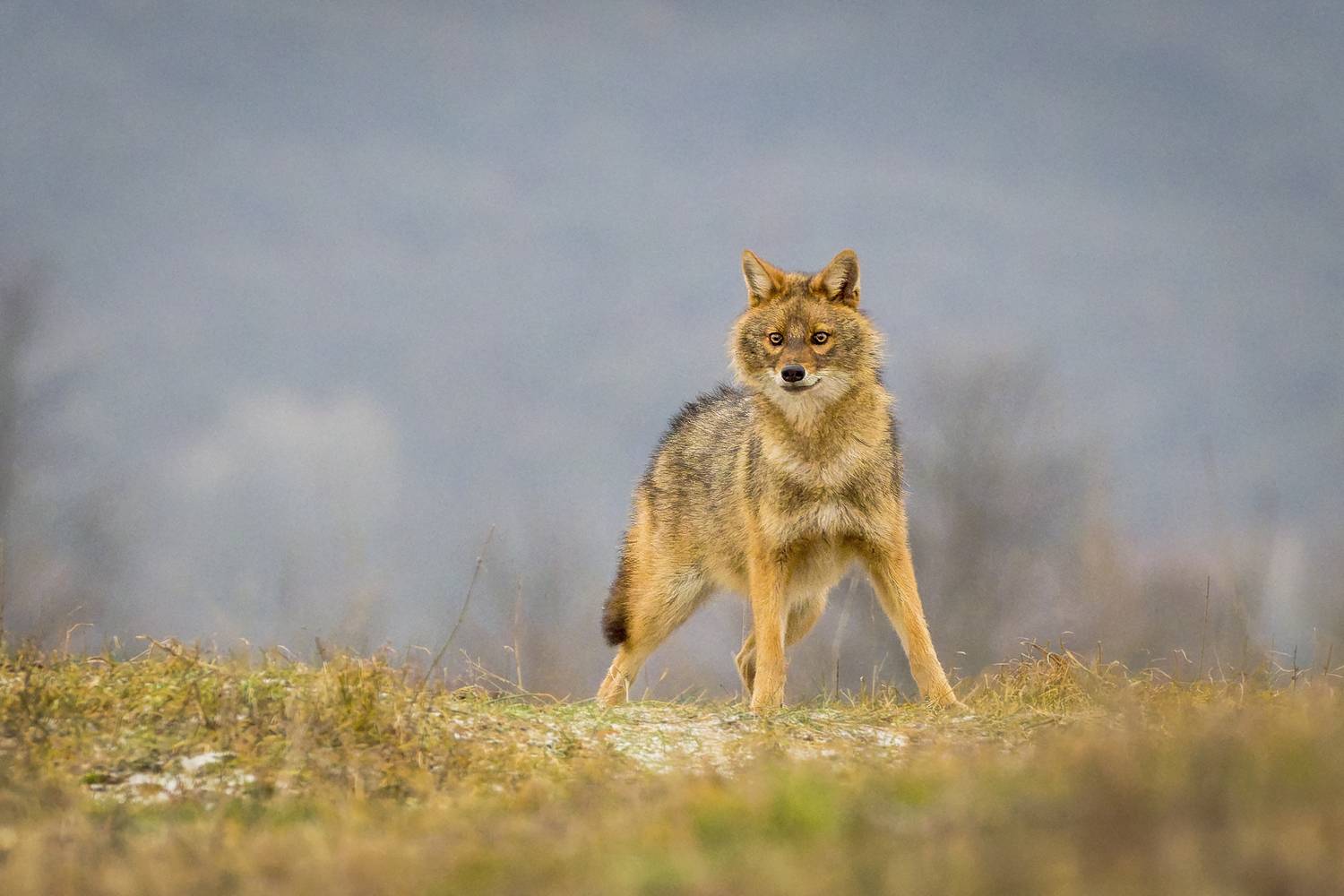 , Евгени Стефанов