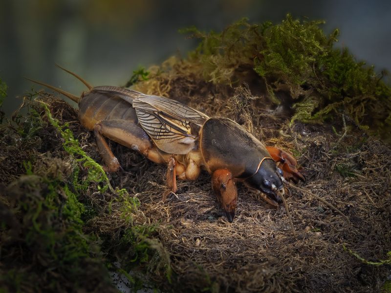 Медведка. фото превью