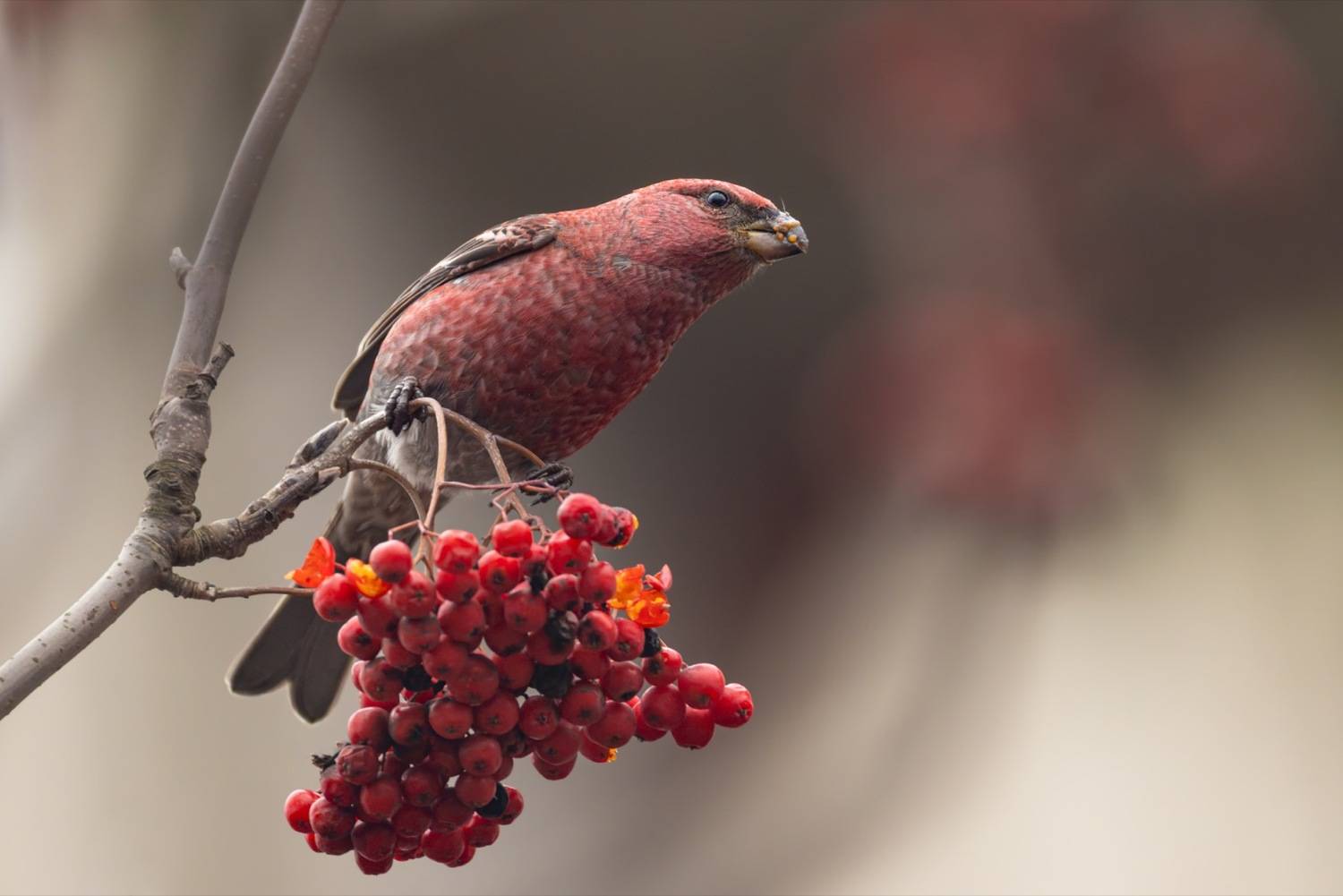 щур, рябина, птицы, Ruslan Pl