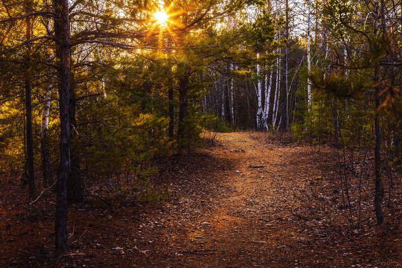 Утро в осеннем лесу фото превью