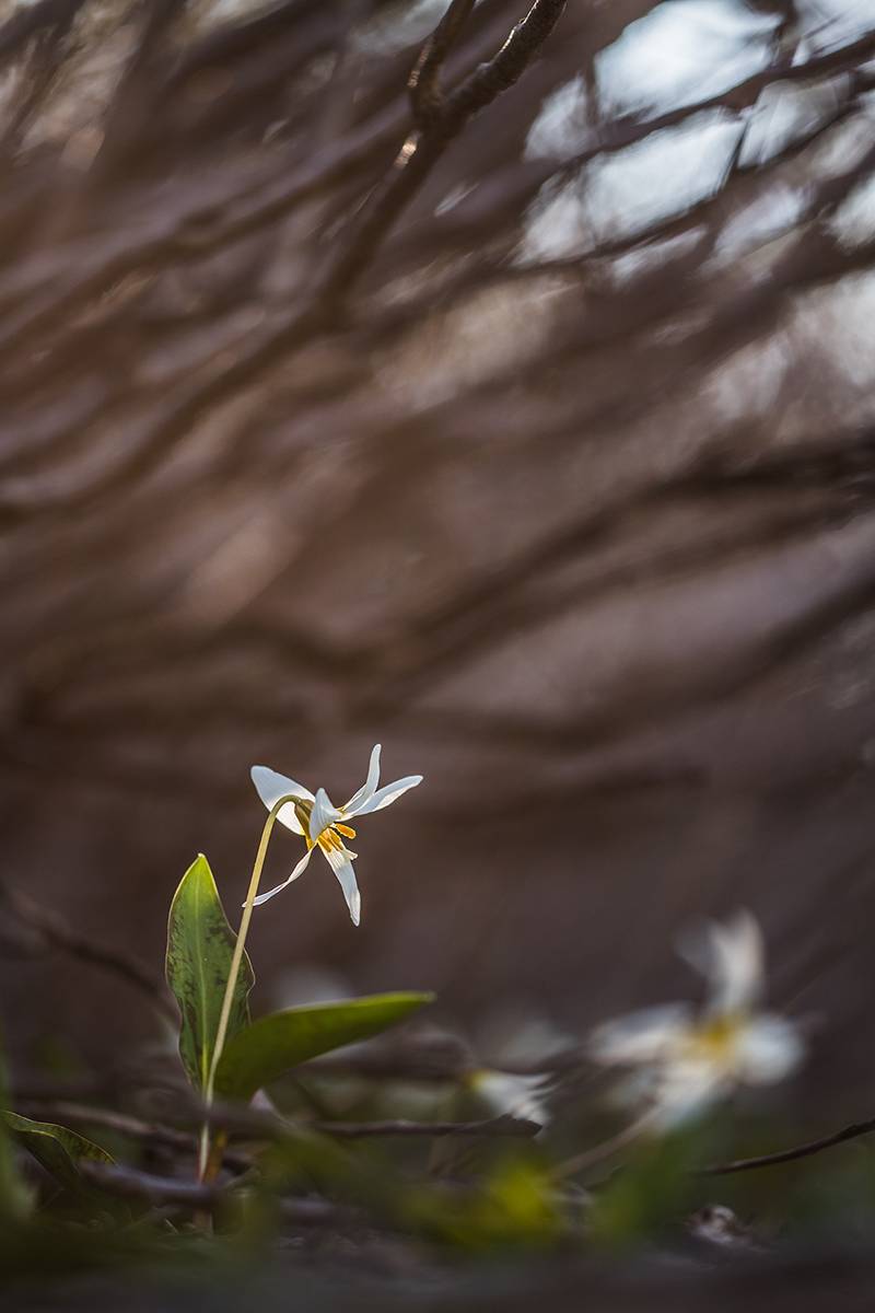 , Илья Михеев