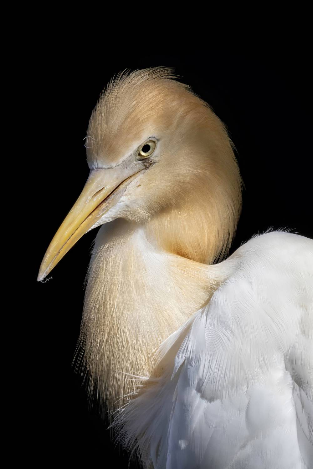 птицы, цапля, Abdalova Tatiana