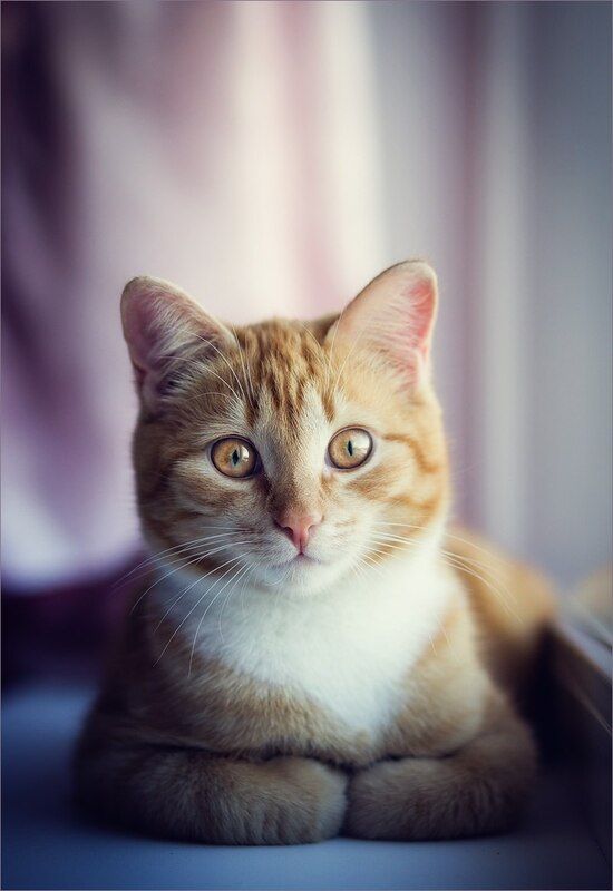 #кот #sony #портрет Рыжий фото превью