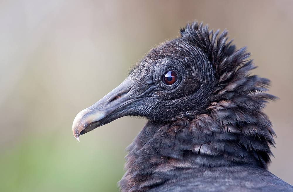 black vulture, американская чёрная катарта, vulture, гриф, florida,хищные птицы, raptor, Etkind Elizabeth