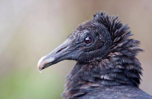 Black Vulture - Американская чёрная катарта
