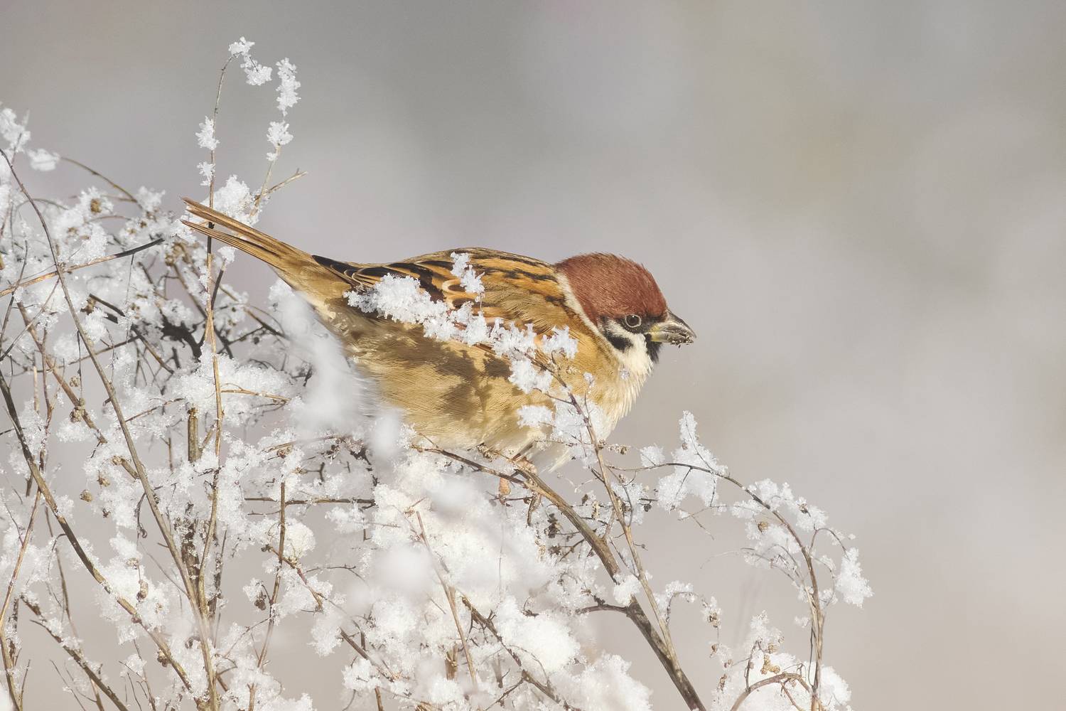 полевой воробей, tree sparrow, Passer montanus, птица, дикая природа, sparrow, птицы России, birdwatching, nature, wildlife photography, close-up bird, Полина Шальнева