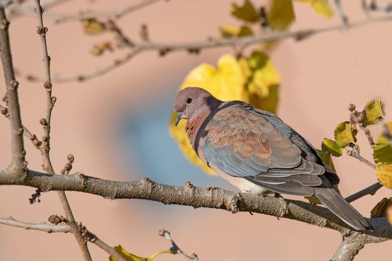 *Горлица фото превью
