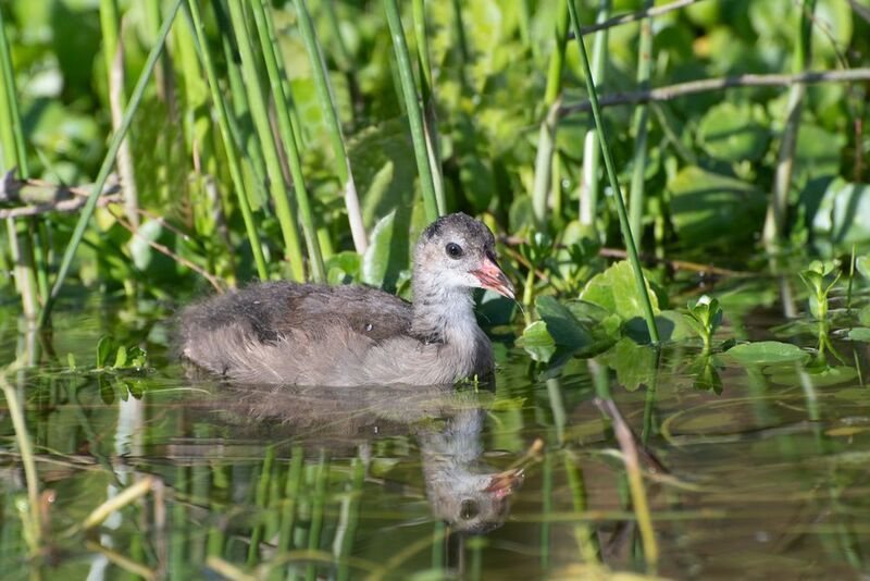 *Птенец камышницы фото превью