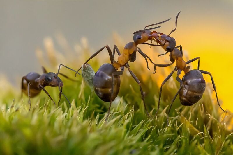 Опять целуются! фото превью