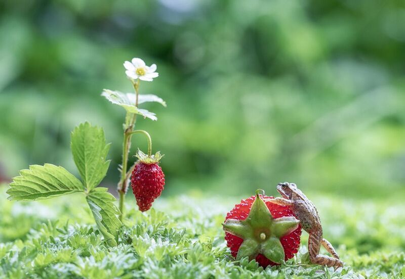 Одну ягодку беру, на вторую смотрю... фото превью