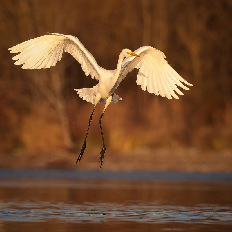 Heron фото превью