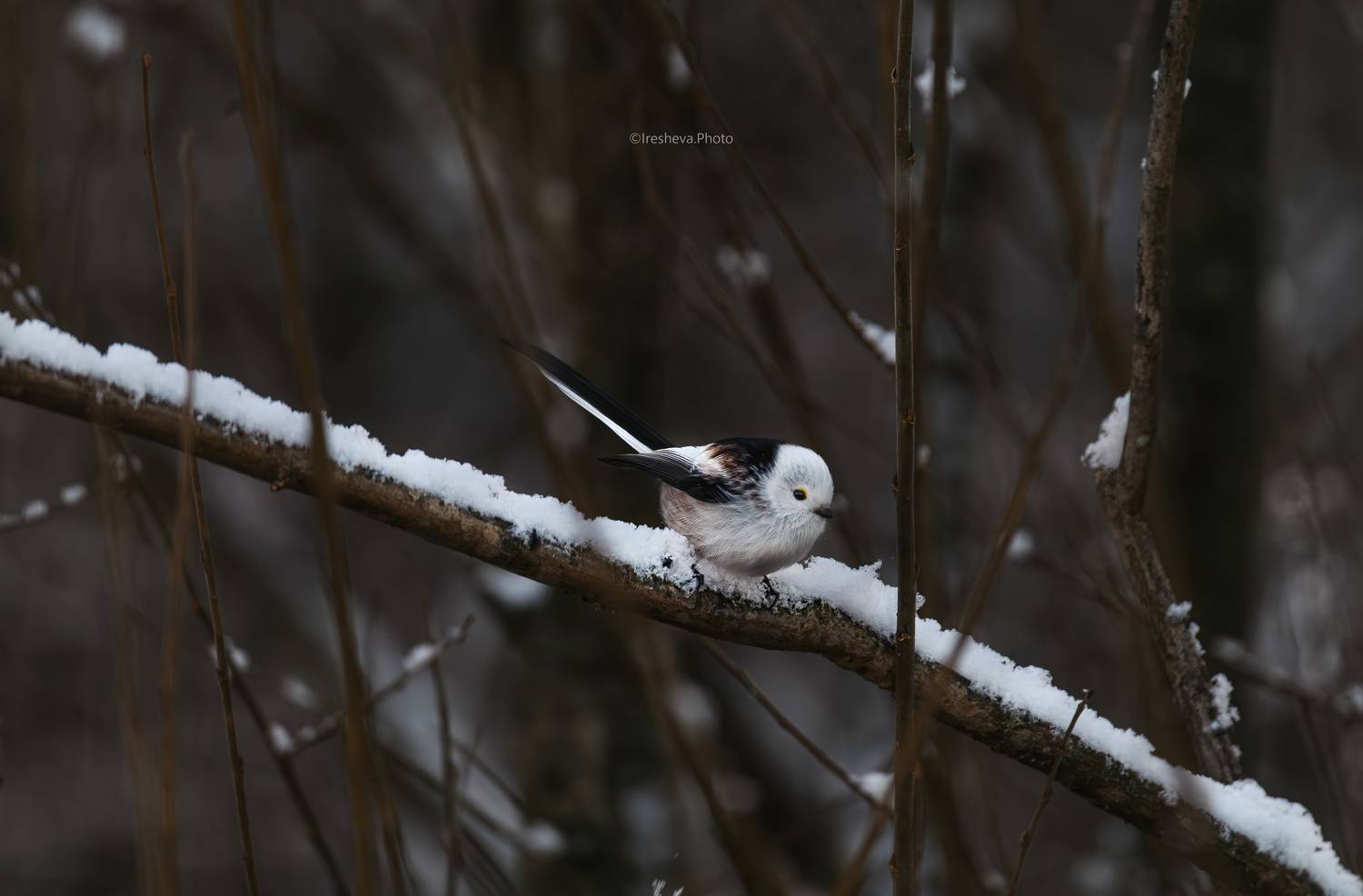 Ополовник Синица, Ирешева Мария