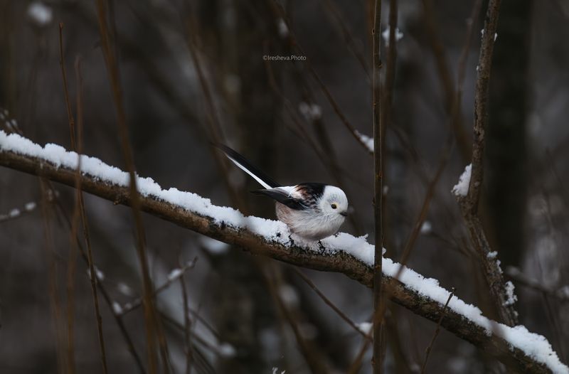 Ополовник Синица Ополовничек фото превью