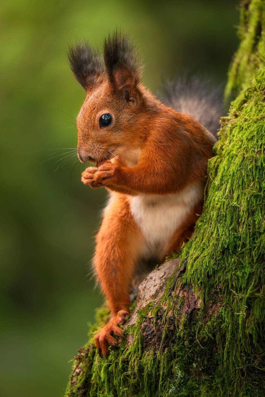 сочи, природа, животные, красная поляна, Растворов Игорь