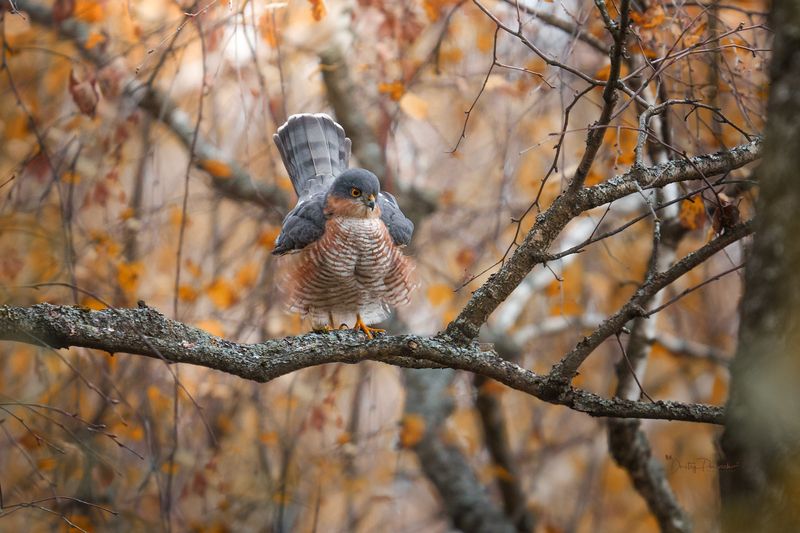 природа, лес, поля, огороды, животные, птицы, макро Он в маскировке знает толк фото превью