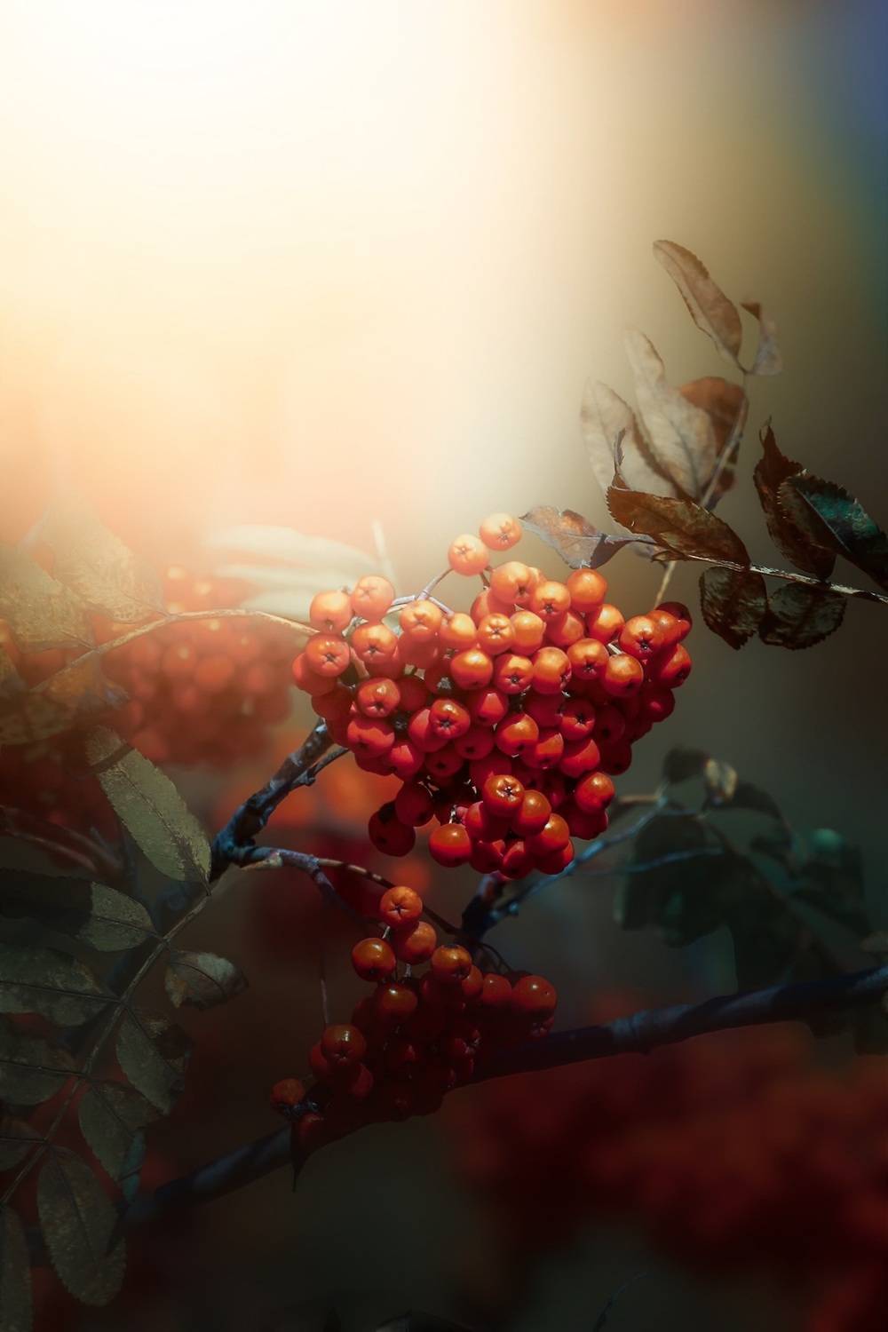 макоо, macro, рябина, Julia Kaissa