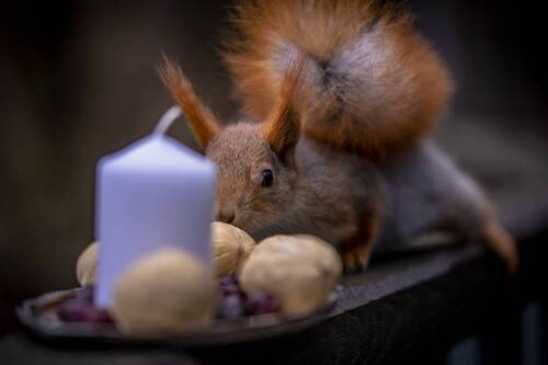 1й адвент 2025 г.