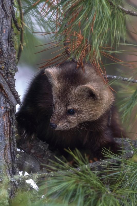 В засаде фото превью